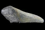Partial Fossil Megalodon Tooth #88632-1